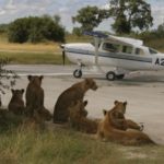 fly-in-safari