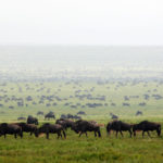 serengeti-wildebeest-migration